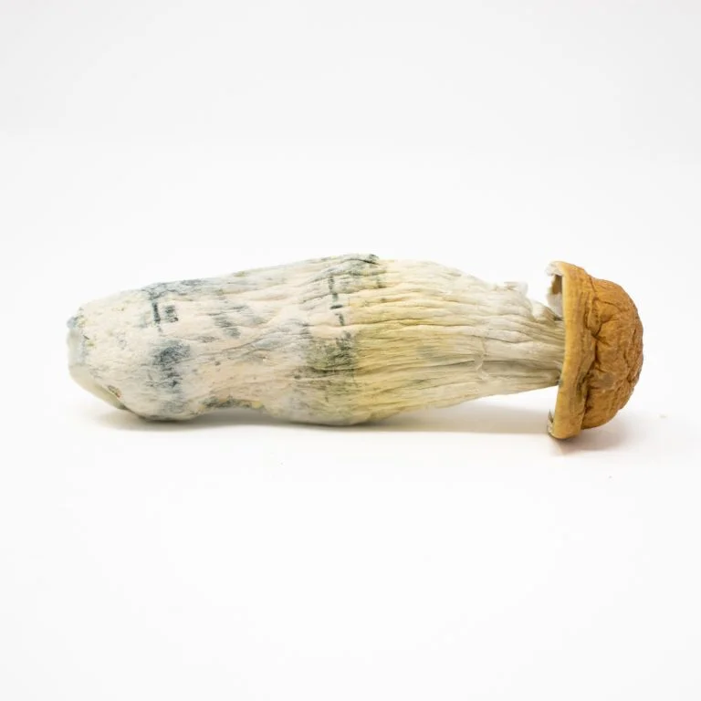 Penis Envy Shrooms